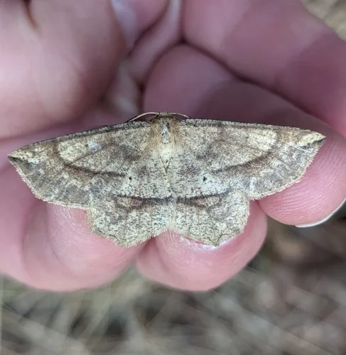 Ochre Euchlaena Moth
