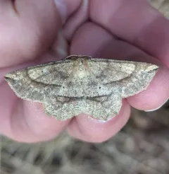 Ochre Euchlaena Moth thumbnail 1