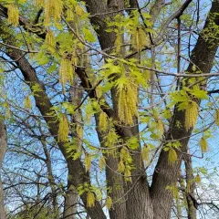 northern pin oak thumbnail 3