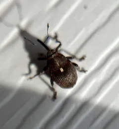 Punctate Minute Seed Weevil thumbnail 4