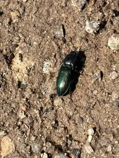 Sapphire-winged Click Beetle thumbnail 3