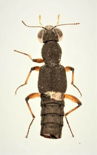 Stenus clavicornis