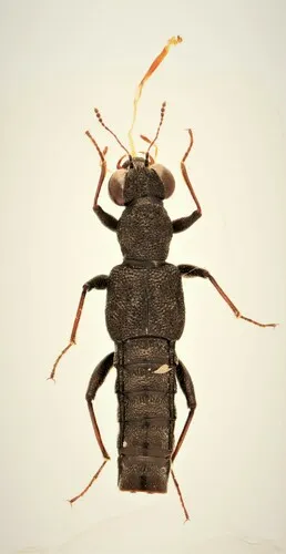 Stenus juno