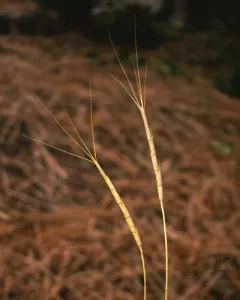 jointed goat grass thumbnail 4