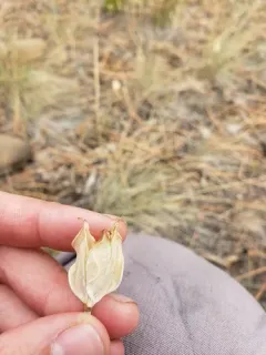 broadfruit mariposa lily thumbnail 2
