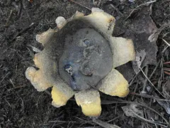 Many-rooted Earthball thumbnail 2