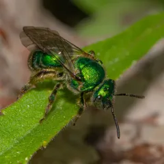 Northeastern Sweat Bee thumbnail 4
