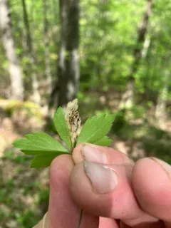 Pseudodineura parva thumbnail 2