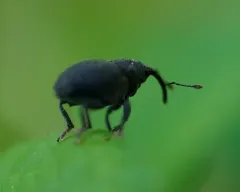 Ceutorhynchus alliariae thumbnail 2
