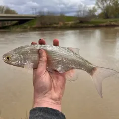 Goldeye thumbnail 4