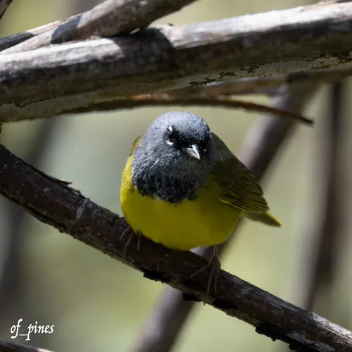 MacGillivray's Warbler