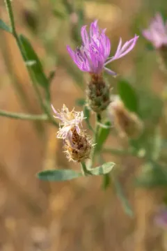 Centaurea varnensis thumbnail 2