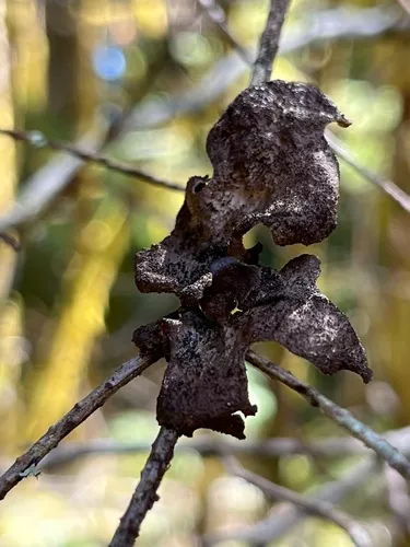 Sticta globulifuliginosa