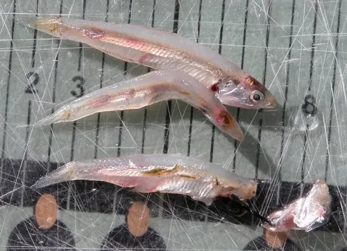 Striped Anchovy