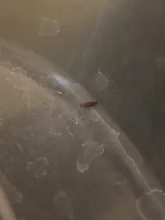 Sawtoothed Grain Beetle thumbnail 3