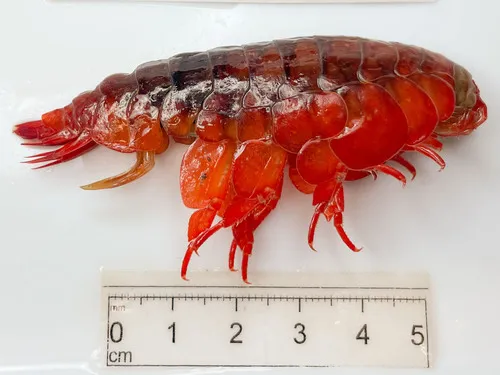 Eurythenes gryllus