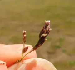 Early Meadow-grass thumbnail 2