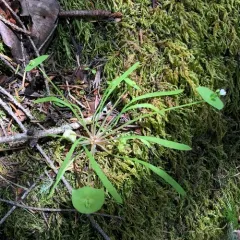 Streambank Springbeauty thumbnail 1