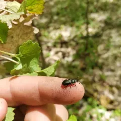 Oak Stag Beetle thumbnail 3