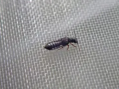Anotylus rugosus thumbnail 2