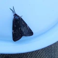 California Tiger Moth thumbnail 3