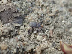 Rhyssemus puncticollis thumbnail 2