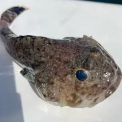 Blackfin Sculpin thumbnail 2