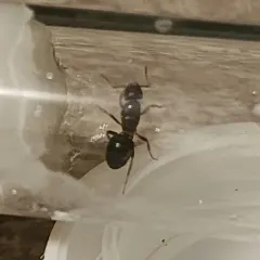 Shaded Fuzzy Ant thumbnail 2