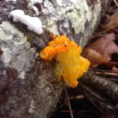 witch's butter thumbnail 4
