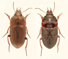 Amara cupreolata thumbnail 2
