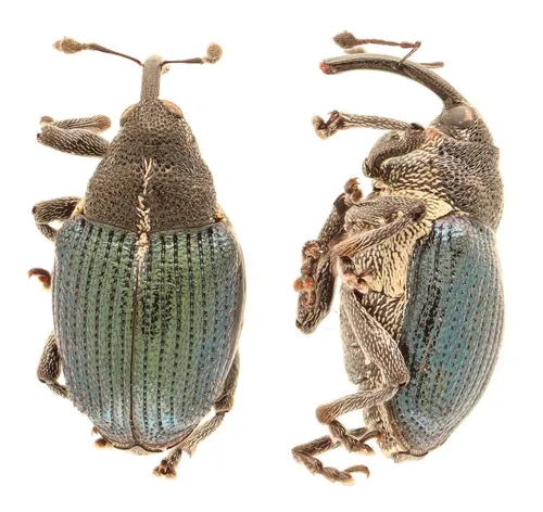 Ceutorhynchus americanus