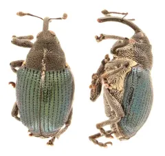 Ceutorhynchus americanus thumbnail 1
