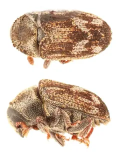 Hylesinus criddlei thumbnail 2