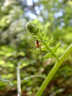 Pityohyphantes tacoma thumbnail 2