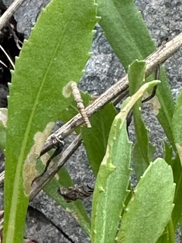 Coleophora vancouverensis