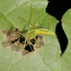 Pale Green Assassin Bug thumbnail 2