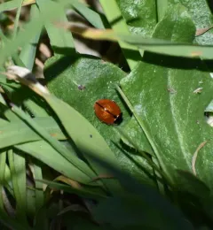 California Lady Beetle thumbnail 2