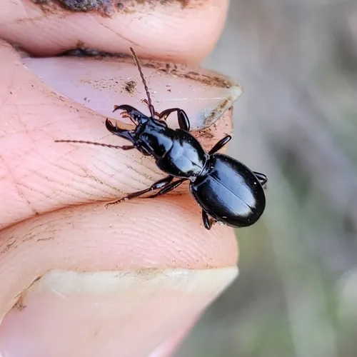Promecognathus laevissimus