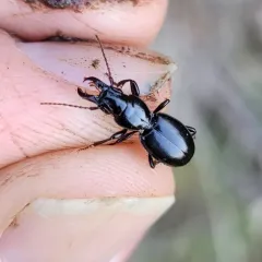 Promecognathus laevissimus thumbnail 1