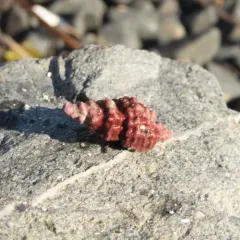 Sculptured Rocksnail thumbnail 3