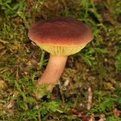 Golden Gilled Bolete thumbnail 4