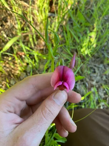 Tangier Pea
