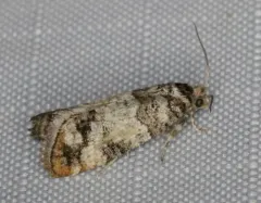 Douglas-fir Cone Moth thumbnail 4