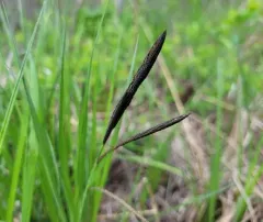 smooth black sedge thumbnail 3