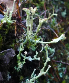 Browned Pixie-cup Lichen thumbnail 4