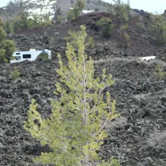 limber pine thumbnail 3