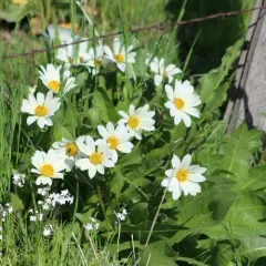 Sunflower Mule-ears thumbnail 4