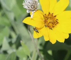 Cortodera subpilosa thumbnail 3