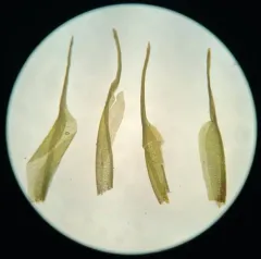 Pale Cow-hair Moss thumbnail 4