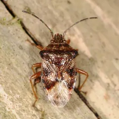 Edge-striped Shield Bug thumbnail 2